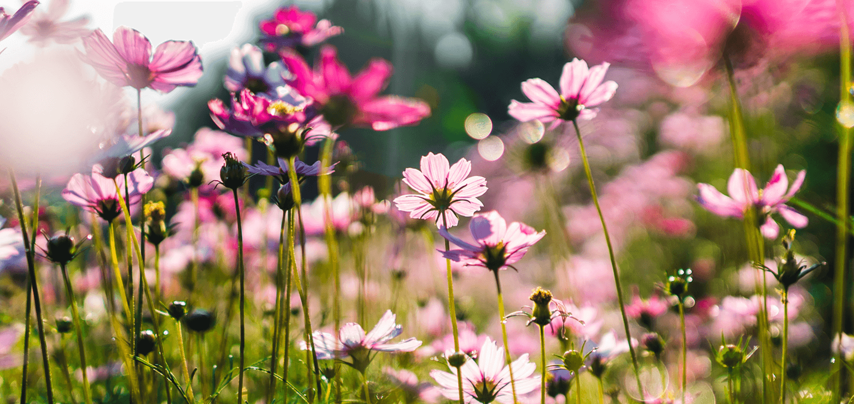 Du betrachtest gerade Aktion “Blühende Nachbarschaft!”