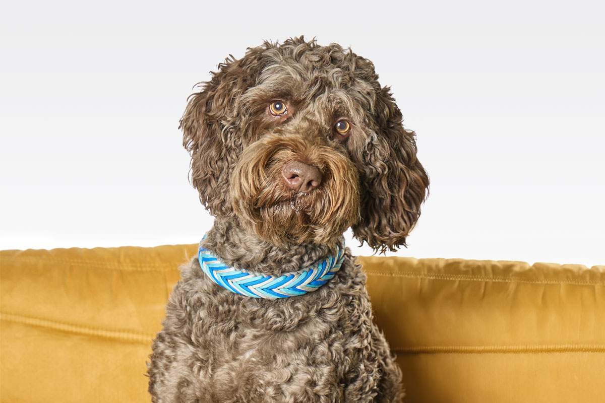 Du betrachtest gerade Scalli